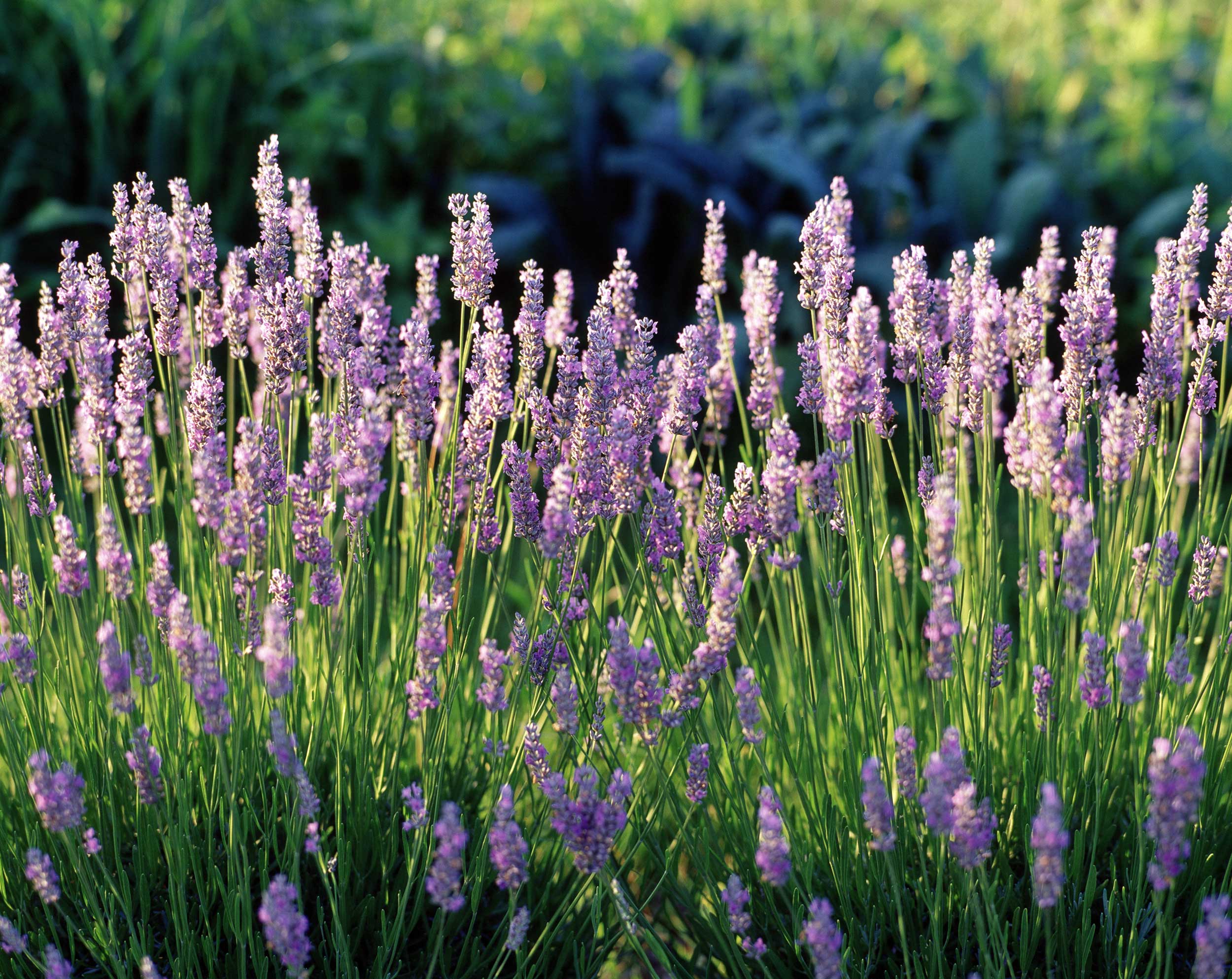LCBO-lavender-horizontal-final-crop